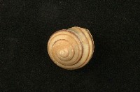 藏品(蘭嶼蝸牛)的圖片